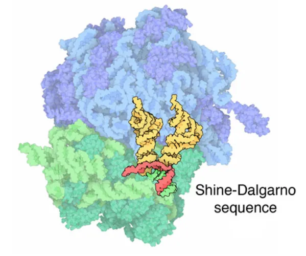 起始复合物，其中tRNA 为黄色，mRNA 为红色