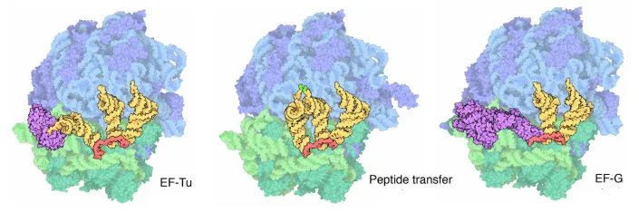 EF-Tu递送 tRNA（左）、肽键合成（中）以及 EF-G 进行易位（右）