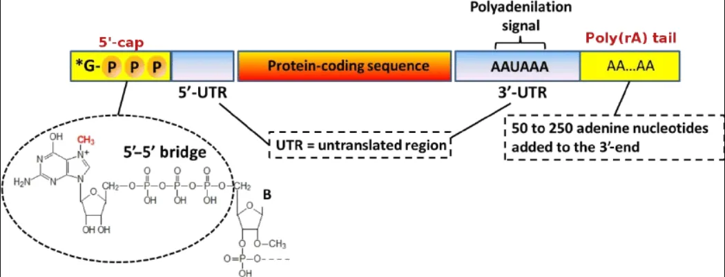 null 图片来源于文献:Natural and artificial binders of polyriboadenylic acid and their effect on RNA structure