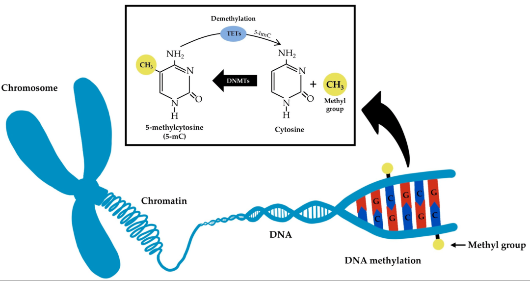 null DNA甲基化过程(图片来源于文献:The Effect of Nanomaterials on DNA Methylation: A Review)