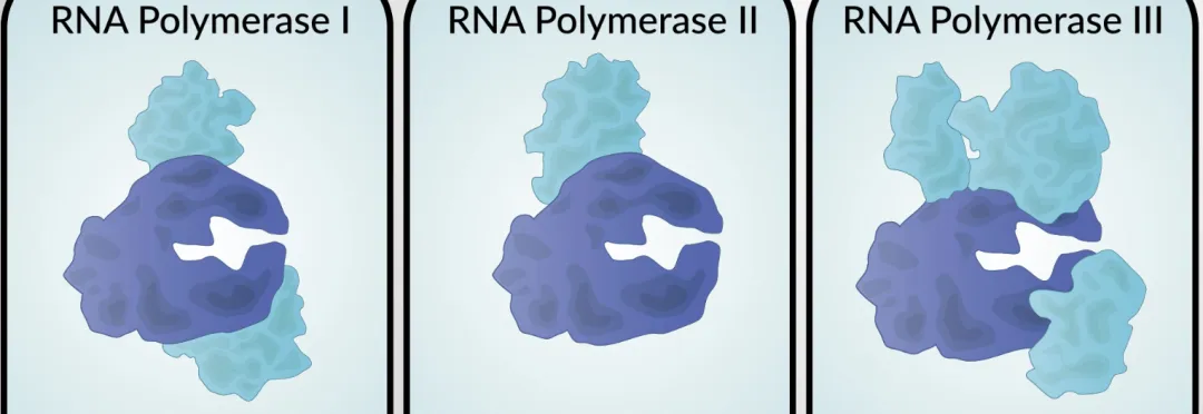 null 真核生物RNA聚合酶结构(图片来源于:https://www.jove.com/science-education/v/11583/the-three-eukaryotic-rna-polymerases)