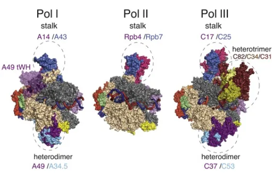null 真核生物RNA聚合酶原子级别结构(图片来源于文献:RNA polymerase I and III: similar yet unique)