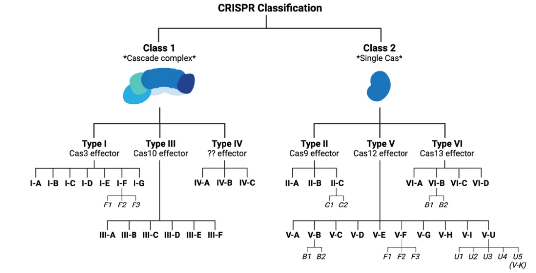 null CRISPR-Cas系统分类(图片来源于:blog.addgene.org网站)