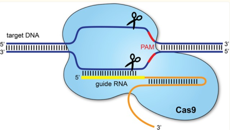 null CRISPR/Cas-9 系统组成(图片来源于文献)