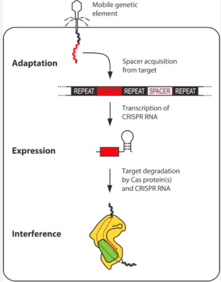 null CRISPR-Cas9系统工作的三个阶段(图片来源于:doudnalab.org网站)