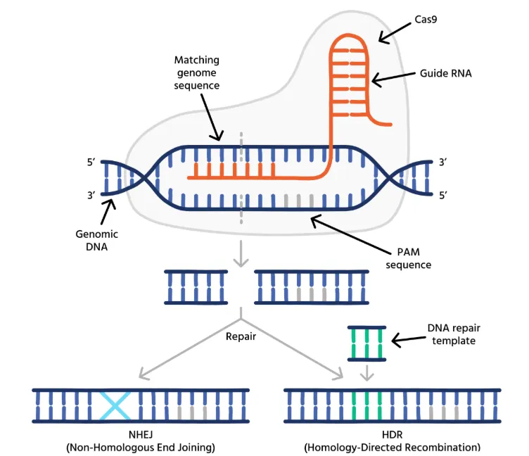 null CRISPR-Cas9 基因编辑的示意图。在没有修复模板的情况下,细胞会通过容易出错的非同源末端连接(NHEJ)修复断裂,这通常导致基因功能的破坏(基因或蛋白敲除)。或者,也可以利用修复模板,通过同源定向修复(HDR)引入特定的序列改变。(图片来源于iotasciences.com网站)