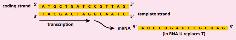 对于一个单独的基因来说，只有一条DNA链是编码链，但基因分布在DNA的两条链上。DNA的密码总是以编码链的5'到3'方向读取，然而，RNA的信息是从模板链以3'到5'方向进行转录的。这样转录出的mRNA就与编码链几乎一致（除了T变成U），等于是复制了编码链的信息。