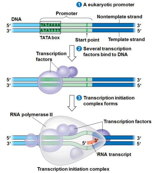 转录起始复合物