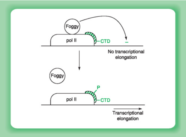 斑马鱼Foggy蛋白通过与非磷酸化RNA聚合酶相互作用，阻止其催化转录延伸而发挥作用。当该聚合酶的C末端结构域被磷酸化时，Foggy不再抑制其活性，转录延伸得以继续进行