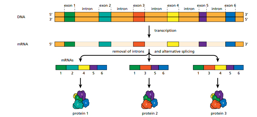 可变剪接：从同一个基因中，可以通过将不同组合的外显子拼接在一起来生成多种不同的蛋白质产物。