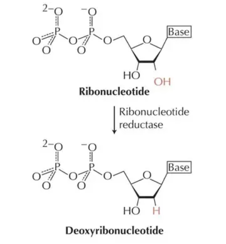 核糖核苷酸在核糖核苷酸还原酶的催化下转换为脱氧核苷酸