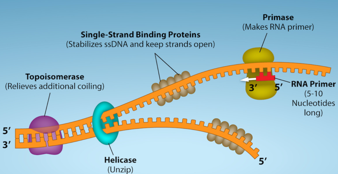 DNA的合成需要RNA引物
