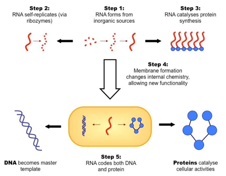 “RNA世界”假说