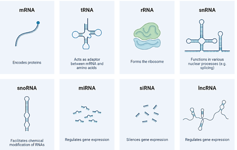 RNA具有多种功能