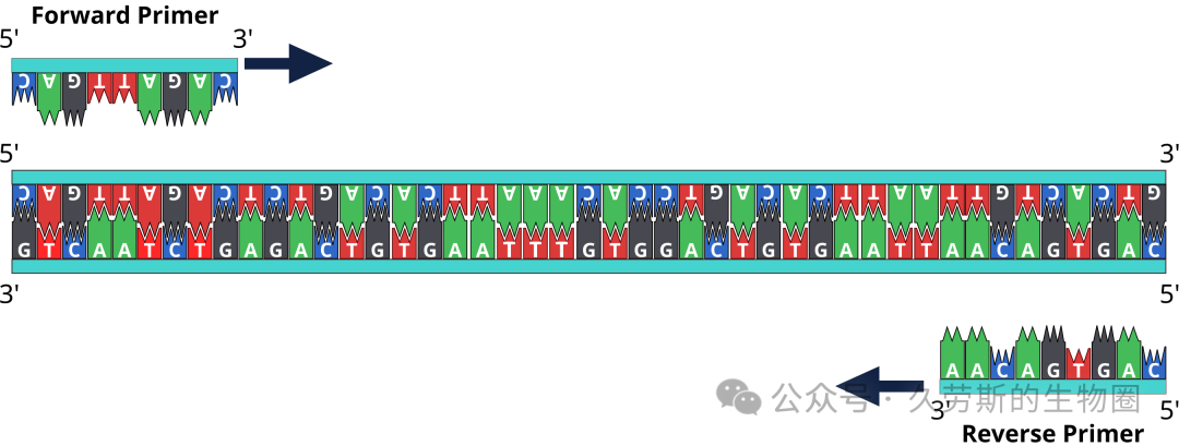 primers & reverse complement